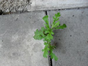 Även den som går sakta kommer fram